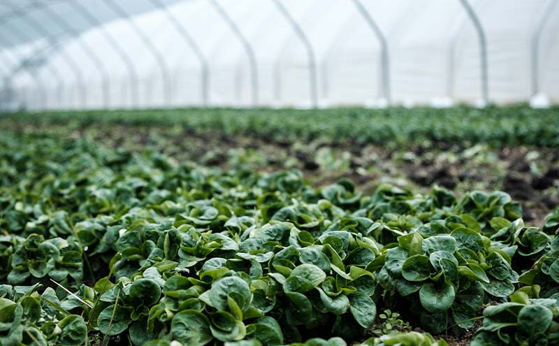 greenhouse-agricultural-research-biora-plant-research