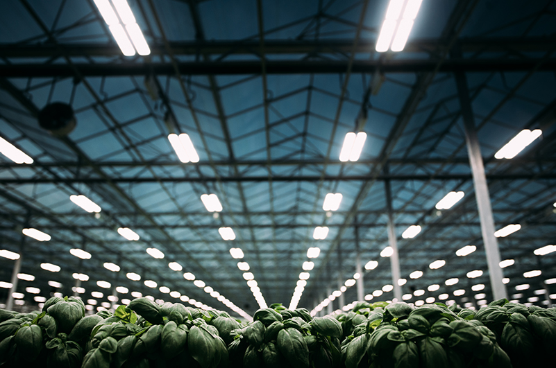 Led Grow light for basil farming_Greenhouse_MITRA Heliospectra