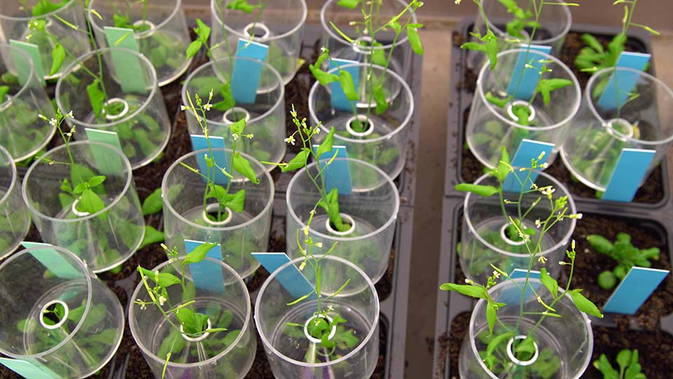 Plant research_Arabidopsis_web